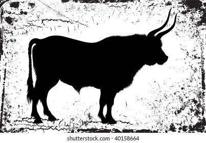 The big bull stands on a white background one and only
