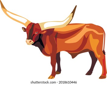 Big bull Watussi. Vector illustration.