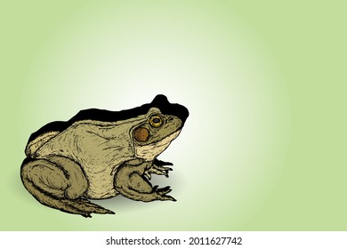 A big bullfrog. Hand drawn vector illustration.