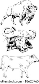 big bulls and cows, New Year symbol, vector drawings drawn by hand without background for postcards and logos