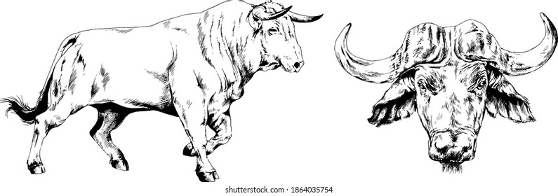 big bulls and cows, New Year symbol, vector drawings drawn by hand without background for postcards and logos