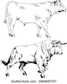 big bulls and cows, New Year symbol, vector drawings drawn by hand without background for postcards and logos