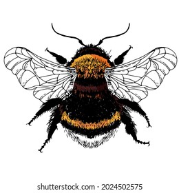 big bumblebee hand-drawn. Insect for pollination of plants top view.