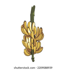 big bunch of bananas isolated on white background, fruit drawing closeup, vector illustration