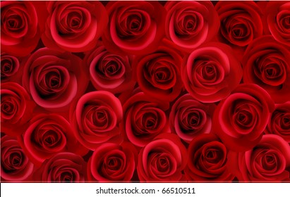 Big bunch of red roses.  Vector illustration