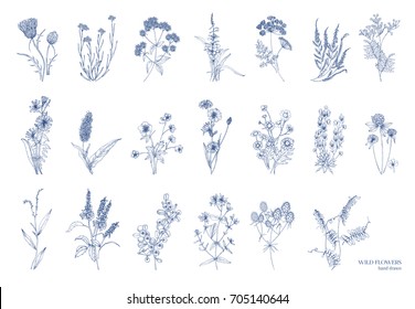 Big bundle of elegant wild herbs isolated on white background. Herbaceous flowering plants hand drawn by contour lines. Natural detailed vector illustration.