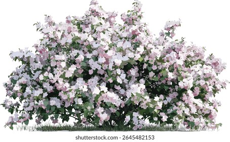 Big bush crabapple Malus tree, flowering pink and white flowers, cutout, vector illustration, flowering shrubs, seasonal plants, horticulture, ornamental fruit tree.