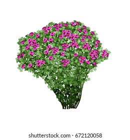 Big bush of a dogrose (Rosa majalis) with terry red flowers, the color vector image on a white background 