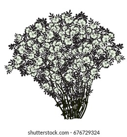 Big bush of a dogrose (Rosa majalis), the black drawing with flowers of light green color, the vector image on a white background