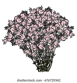 Big bush of a dogrose (Rosa majalis), the black drawing with flowers of cold-pink color, the vector image on a white background