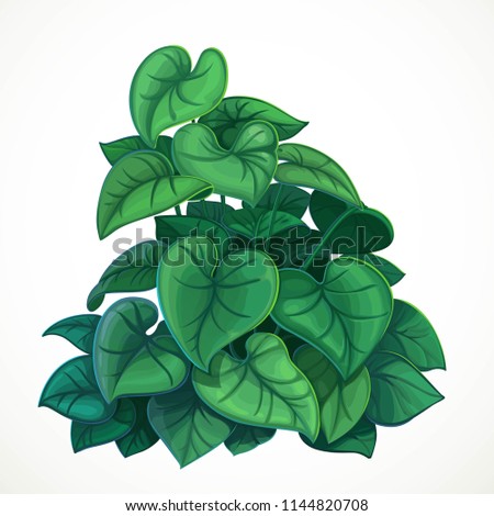 Big bush with large darkly green leaves isolated on a white background