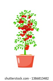 Big bush tomato in the pot. Concept of harvest and ripe vegetables. Flat vector illustration isolated on white background.