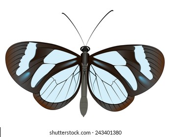 Big Butterfly with transparent elements on the wings