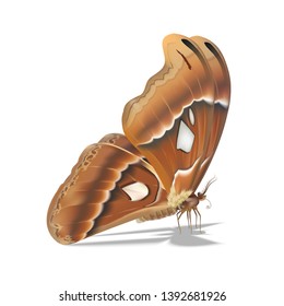 Big butterfly vector on white background