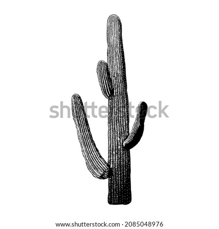 big cactus drawing vector illustration isolated on white background