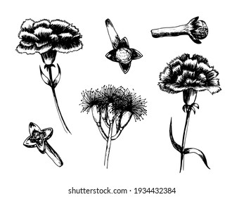 Big carnation vector set. Hand drawn carnation flower illustration set. Clove and carnation flowers.