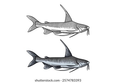 big catfish illustration in engraving style
