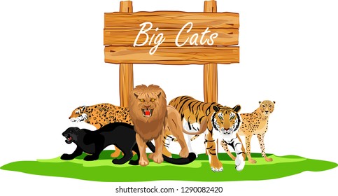 Big cats collection, lion, tiger, leopard, panther, cheetah, vector illustration