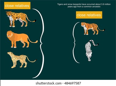 Big cats kinship, lion, leopard, tiger, snow leopard, vector illustration