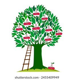 Big Cherry tree in flat design isolated on white background, farming concept, tree with fruits and big ripe cherries near it, harvest infographic elements. vector illustration