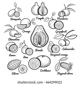 Big citrus fruits collection. Orange, grapefruit, mandarin, bergamot, pomelo, oroblanco, citron, lime, lemon, clementine, calamondin, tangelo, kumquat. Outline isolated sketch vector illustration.