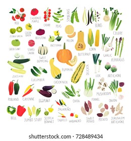 Vegetable Picture Chart