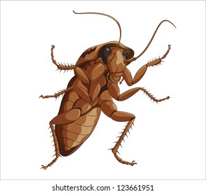 Big cockroach