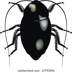 The big cockroach with shaggy paws and long moustaches.