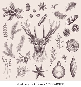 Big collection of 30 Christmas elements. Vintage illustrations of holly plant, deer, spices, leaves, spruce and pine cones, twigs, Christmas balls, star, orange, rose hips, lavender and berries.
