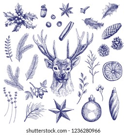 Big collection of 30 Christmas elements. Vintage illustrations of holly, deer, spices, leaves, spruce and pine cones, twigs, Christmas balls, star, orange, rose hips, lavender, acorn and berries.