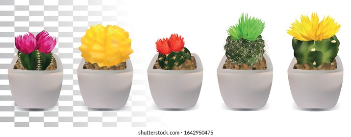 Big collection 3d realistic cactuses in pots. Cactuses with colorful flower. Decorative cactuses on transparent background.Vector icon.Illustration