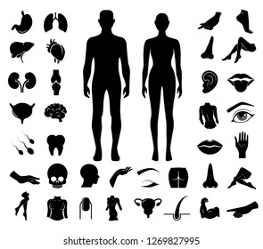 Big collection of anatomy, body icons. Vector art.