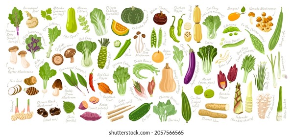 Big collection of asian vegetables. Set of fresh delicious vegetarian products, exotic cooking ingredients, healthy food. Bundle of hand-drawn cartoon isolated vector illustrations.