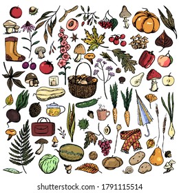 Big collection of Autumn theme doodles. Hand drawn vector illustrations. Simple colored drawings of mushrooms, plants, clothing, leaves, harvest. Outline vintage elements isolated on white for design.