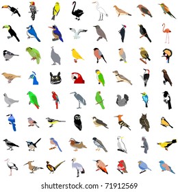 Big collection of birds. Vector