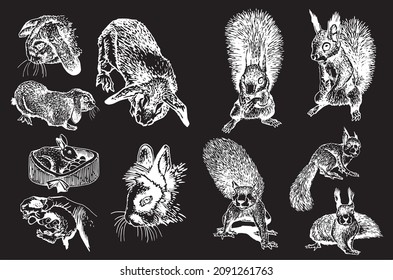 Big collection of bunnies and squirrels on black ,vector elements