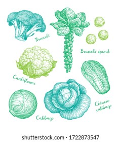 Big collection of cabbage. Ink sketch set isolated on white background. Hand drawn vector illustration. Retro style.