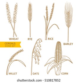 Big collection of cereals isolated. Hand drawn icons set vector. Colorful background with sketch objects. Illustration with plants, good for printing. Decorative elements design