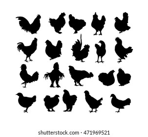 Big collection of cock and hen`s black silhouettes isolated on white background. Set of roosters - symbol of chinese New Year 2017. Different breeds of chickens. 
