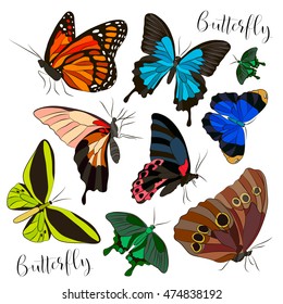 Big collection of colorful butterflies.