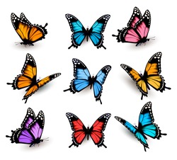 Duża Kolekcja Kolorowych Motyli. Wektor