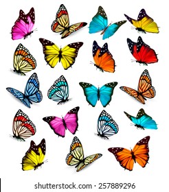 Большая коллекция разноцветных бабочек. Вектор