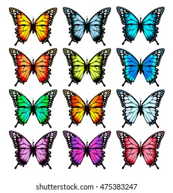 Big collection of colorful butterflies. Vector