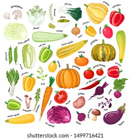 Big collection of colorful vegetables, mushrooms and aromatic herbs with name titles. Farm fresh crop arranged by color scheme. Each product with text of name. Cooking ingredients icons. Vector eps.