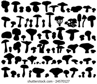 Big collection of different vector fungus silhouettes