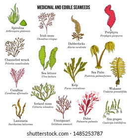 Big collection of edible and medicinal seaweeds, Hand drawn vector illustration