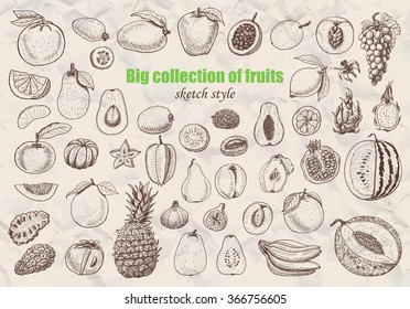 Big collection of fruits in sketch style. Vector  illustration for your design