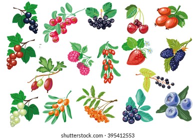 Big collection of hand drawn berries. Vector illustration