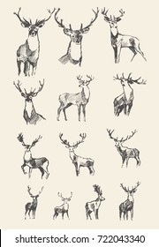 Big collection of a hand drawn noble deers, vector illustration, sketch