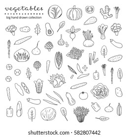 Big collection of hand drawn outline vegetables and leafy greens isolated on white background.